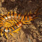 Mediterranean Banded Centipede (Scolopendra cingulata) found under a stone ...