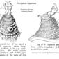 Peripatopsis capensis Leg anatomy IMG 0783a.JPG