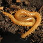 Stigmatogaster subterranea.centipede.081212